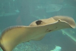 Sting ray in the Oceanarium, Waikiki Oahu